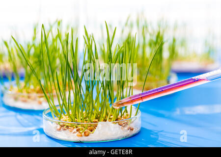 Plantes génétiquement modifiées dans un laboratoire scientifique Banque D'Images