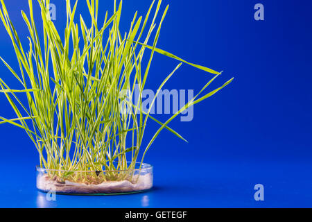 Plantes génétiquement modifiées dans un laboratoire scientifique Banque D'Images