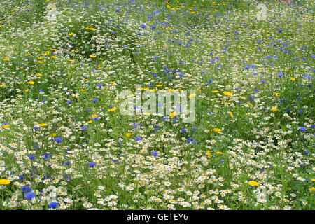 Pré de fleurs sauvages anglais Banque D'Images