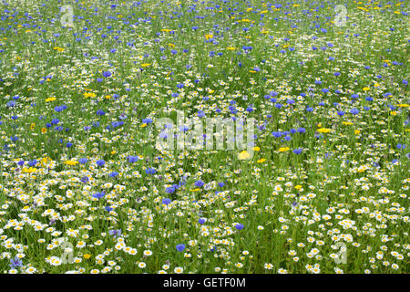 Pré de fleurs sauvages anglais Banque D'Images