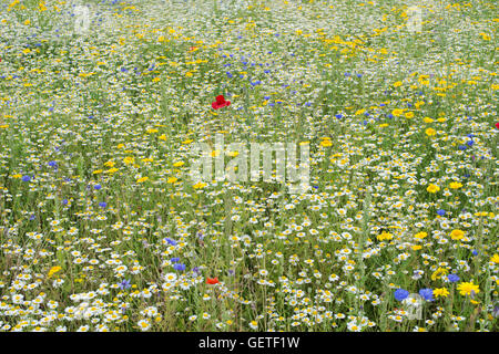 Pré de fleurs sauvages anglais Banque D'Images