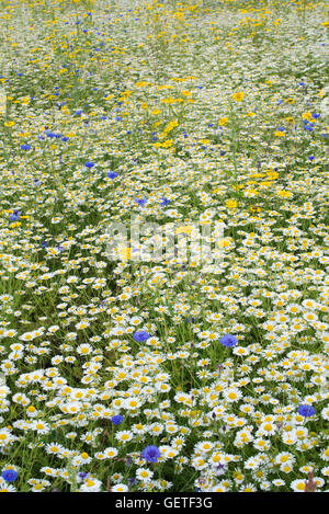 Pré de fleurs sauvages anglais Banque D'Images