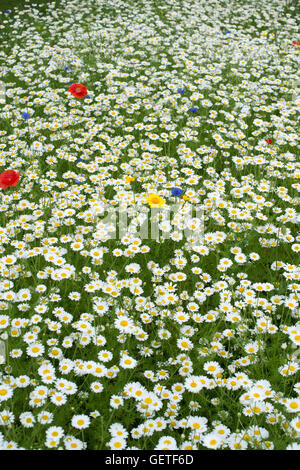 Pré de fleurs sauvages anglais Banque D'Images