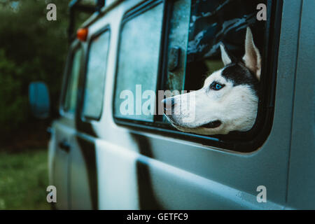 Husky chien triste regarde par la fenêtre tout en restant assis dans la voiture. Banque D'Images