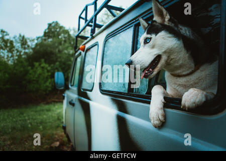 Husky chien triste regarde par la fenêtre tout en restant assis dans la voiture. Banque D'Images
