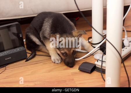 Chiot pris de mâcher de cordes Banque D'Images