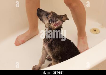 Chiot dans le bain Banque D'Images