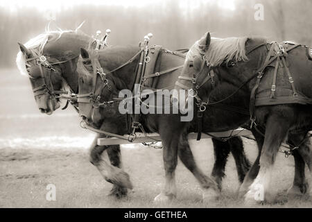 Une équipe de chevaux de trait au travail sur une ferme dans le sud-ouest de l'Ontario, Canada. Banque D'Images