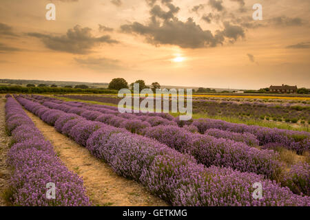 Une vue de l'Alton Lavender Farm. Banque D'Images