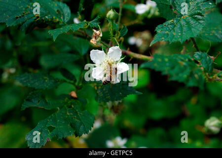 Abeille SUR FLEUR DE BLACKBERRY Banque D'Images