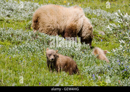 Sow (femelle) Grizzli (Ursus arctos horribilis) avec les louveteaux, près de l'autoroute passe, Denali National Park, Alaska, USA Banque D'Images