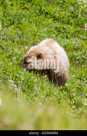 Sow (femelle) Grizzli (Ursus arctos horribilis), près de l'autoroute passe, Denali National Park, Alaska, USA Banque D'Images