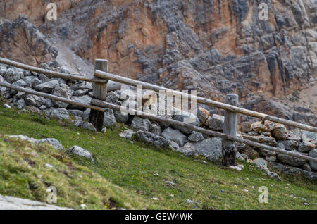 Marmotte mignon assis sur un mur, dans les Dolomites, le Tyrol du Sud, Italie Banque D'Images