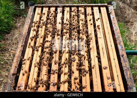 Détail de la ruche ouverte. L'apiculture, l'agriculture, la vie rurale. Banque D'Images