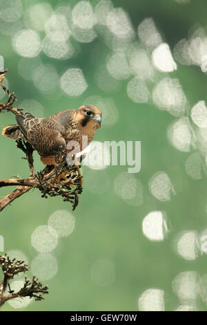 Faucon pèlerin (Falco peregrinus), oiseau de proie sur cactus dans l'escarpement avec sullight réfléchissant sur la mer, vue d'en haut Banque D'Images