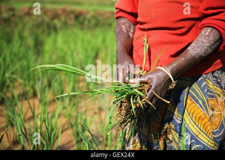 Femme de la récolte du riz sur un champ au Rwanda, l'Afrique Banque D'Images