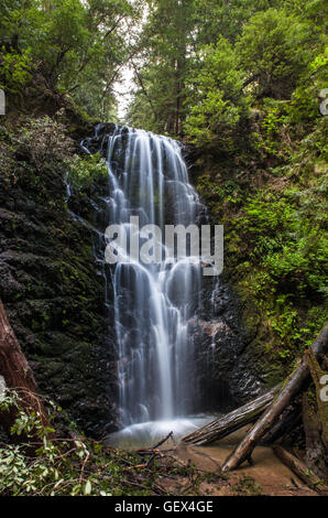 Cascade dans le Grand Bassin Redwoods State Park, Californie Banque D'Images