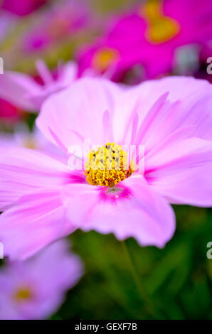 Belle fleur au jardin en Autumm tôt le matin Banque D'Images