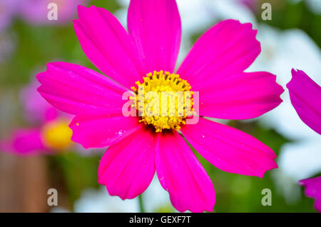 Belle fleur au jardin en Autumm tôt le matin Banque D'Images