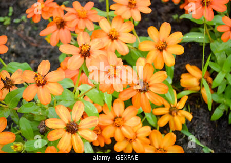 Belle fleur au jardin en Autumm tôt le matin Banque D'Images