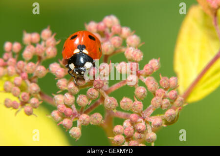 Ladybug ramper sur une petite fleurs décoratives bush Banque D'Images