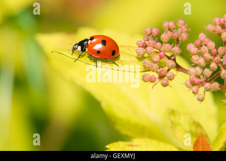 Ladybug ramper sur une petite fleurs décoratives bush Banque D'Images