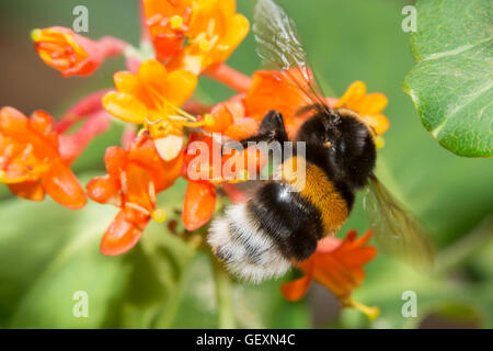 Bumblebee recueille le nectar des fleurs de chèvrefeuille Brown Banque D'Images