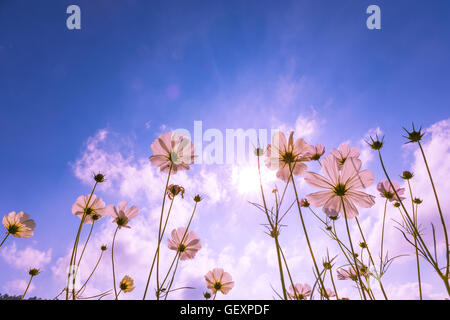 Violet, rose, rouge, cosmos fleurs du jardin avec ciel bleu et soleil dans l'arrière-plan flou style vintage. Banque D'Images