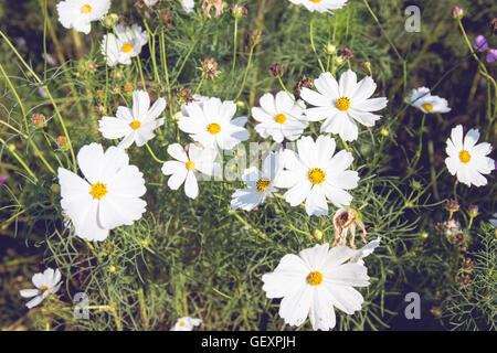 Cosmos blanc fleurs du jardin avec ciel bleu et soleil dans l'arrière-plan flou style vintage. Banque D'Images