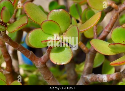 Gros plan de l'épais, charnu, bordés de rouge feuilles d'une plante jade succulentes avec tiges épaisses. Banque D'Images