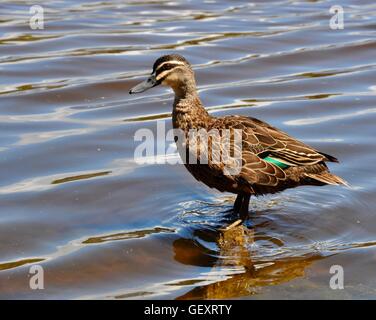 Un canard noir du pacifique avec son plumage brun et vert plumes accent debout sur log in Manning en Australie de l'ouest des zones humides du lac Banque D'Images