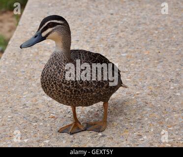 Canard noir du Pacifique avec son plumage brun et pieds palmés isolé sur un trottoir dans l'ouest de l'Australie. Banque D'Images