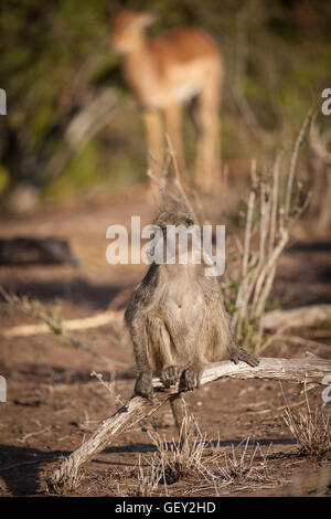 Babouin assis sur un journal - Parc National Kruger en Afrique du Sud Banque D'Images