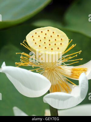 Fleurs blanc pur, vietnamien fleur de lotus, symbole du Vietnam au Delta du Mékong, de beaux gros plan bloossom Banque D'Images