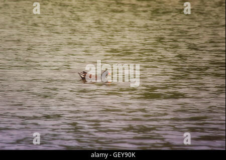 La Gallinule poule-d'eau sur le lac Banque D'Images