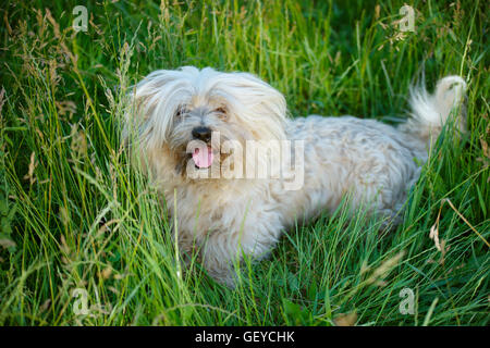 Shaggy dog en parc d'été Banque D'Images