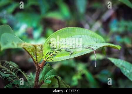 Bien camouflée de forêt amazonienne (Dragon vert Enyalioides laticeps lézard) sur une feuille, le Parc National Yasuní, fleuve Napo, Equateur Banque D'Images