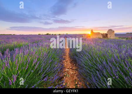 Lavande pourpre a déposé à Valensole au coucher du soleil. La France. Banque D'Images