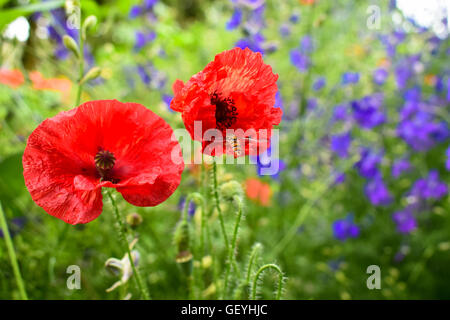 Vol d'abeilles vers les feuilles de pavot rouge vif Banque D'Images