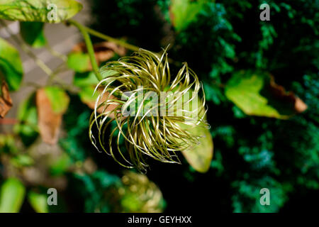 CLEMATIS FLEURS APRÈS Banque D'Images