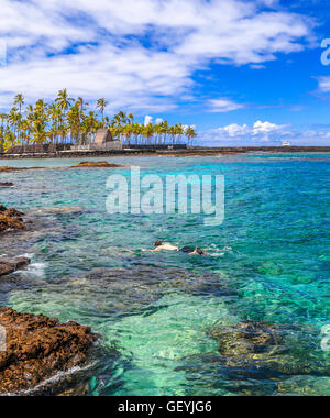 Snorkeler au régulateur sur la grande île d'Hawaï ; avis d'Puuhonau O Honaunau, ville de refuge, un parc historique national Banque D'Images