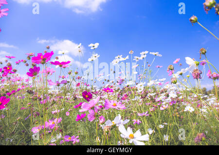 Cosmos colorés de fleurs dans le jardin avec le fond de ciel dans un style vintage soft focus. Banque D'Images