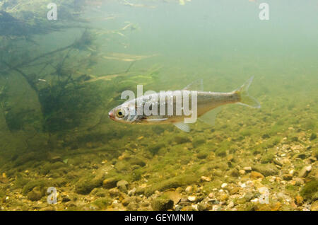 Sous l'eau sombre commune, UK Banque D'Images