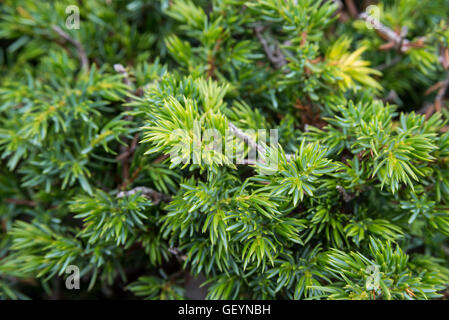 Détail de branches et feuilles de genévrier commun, Juniperus communis subsp. alpina. Banque D'Images