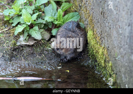 La rivière Vole par l'eau Banque D'Images