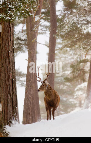 Red Deer dans la neige hiver Banque D'Images