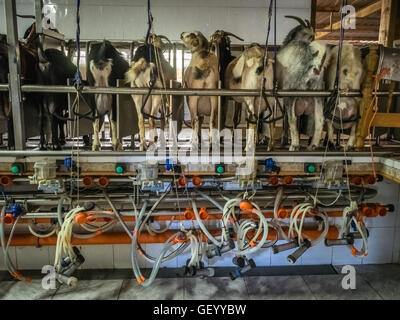 Automatique avec grange traite de chèvres, ferme de village à Fuerteventura, Îles Canaries, Espagne Banque D'Images