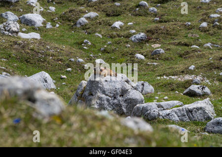 Marmotte mignon sur une pierre dans les montagnes, Dolomites, le Tyrol du Sud, Italie Banque D'Images