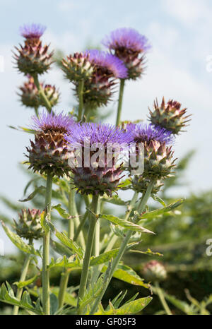 Groupe de fleurs d'artichaut en violet avec jardin en vert Banque D'Images