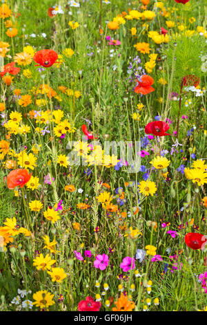 Prairie de fleurs sauvages au Hampshire Royaume-Uni en juillet - fleurs sauvages fleurs sauvages fleurs sauvages Banque D'Images